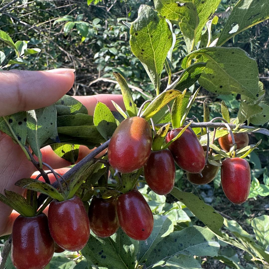 南雅园艺老鸦柿