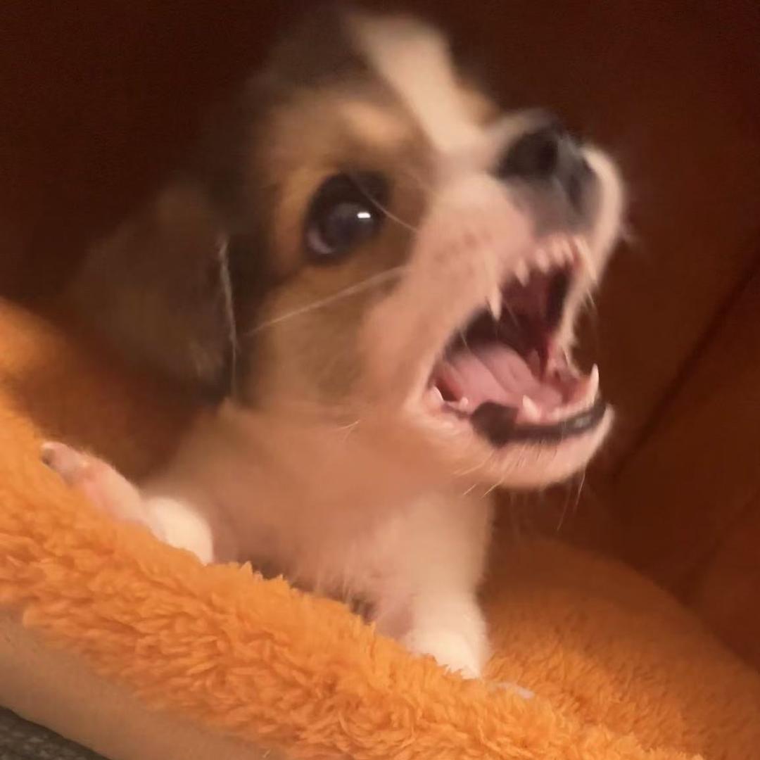 zz