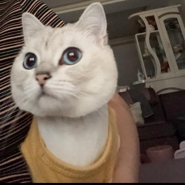 卡布奇洛