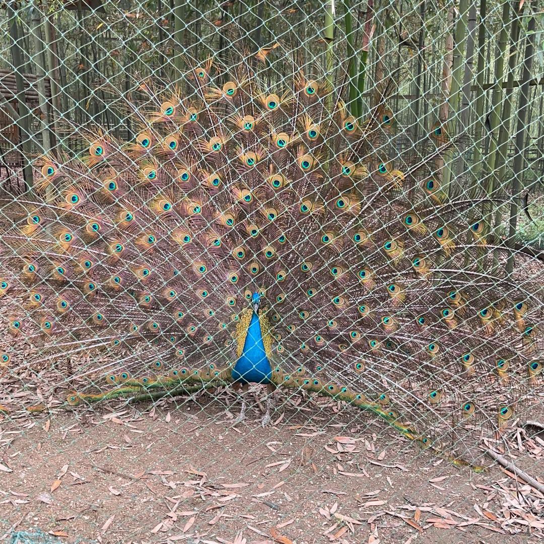 小恐龙