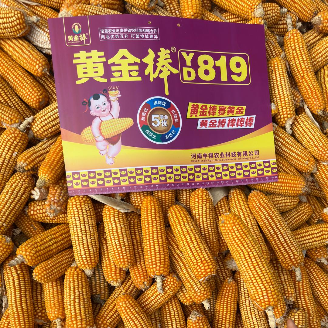 黄金棒YD819于