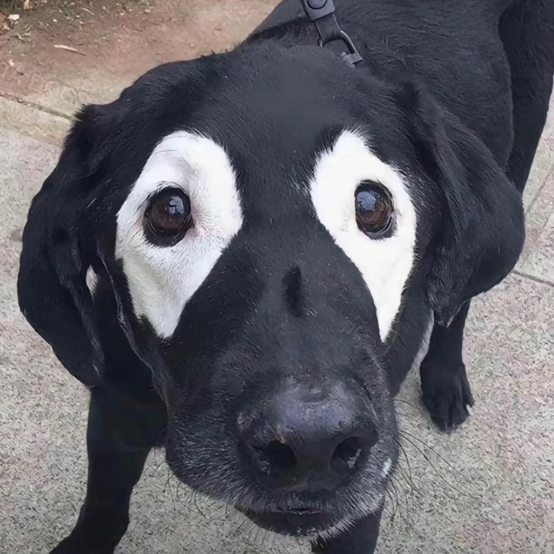哥白尼
