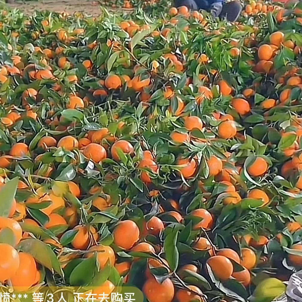 美食生鲜明日达