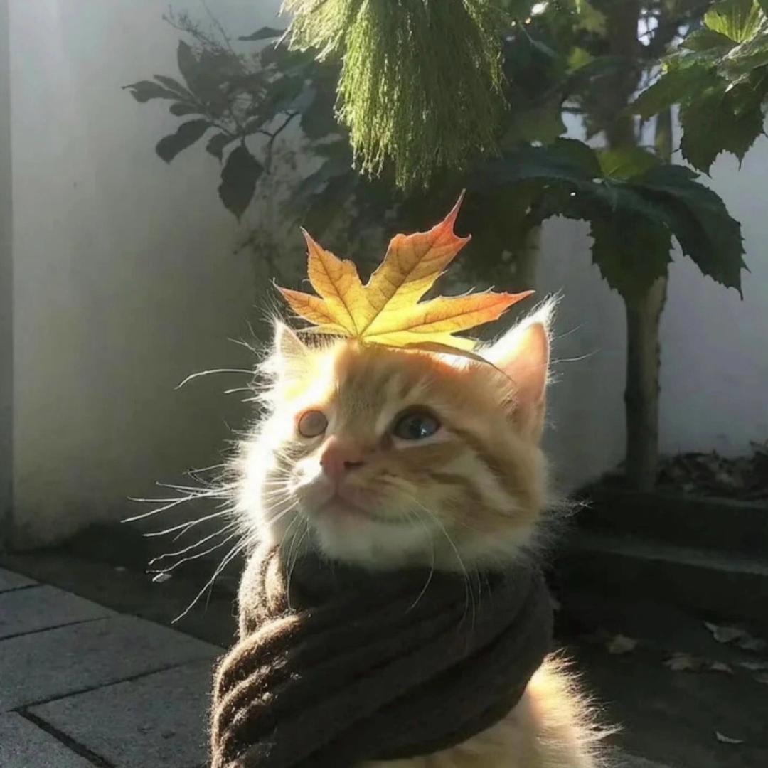 小羊.