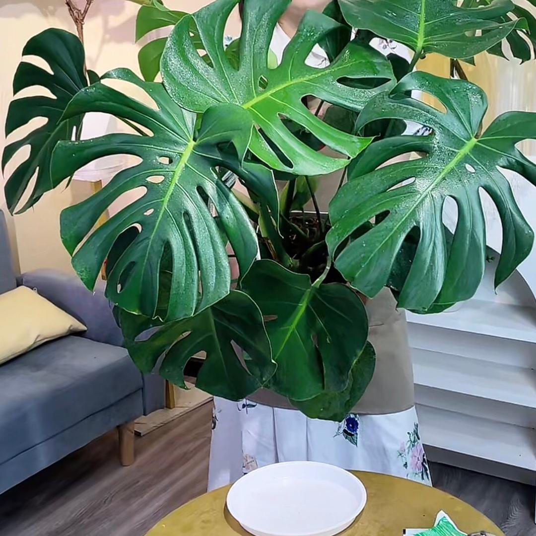 琳家小妹绿植美学