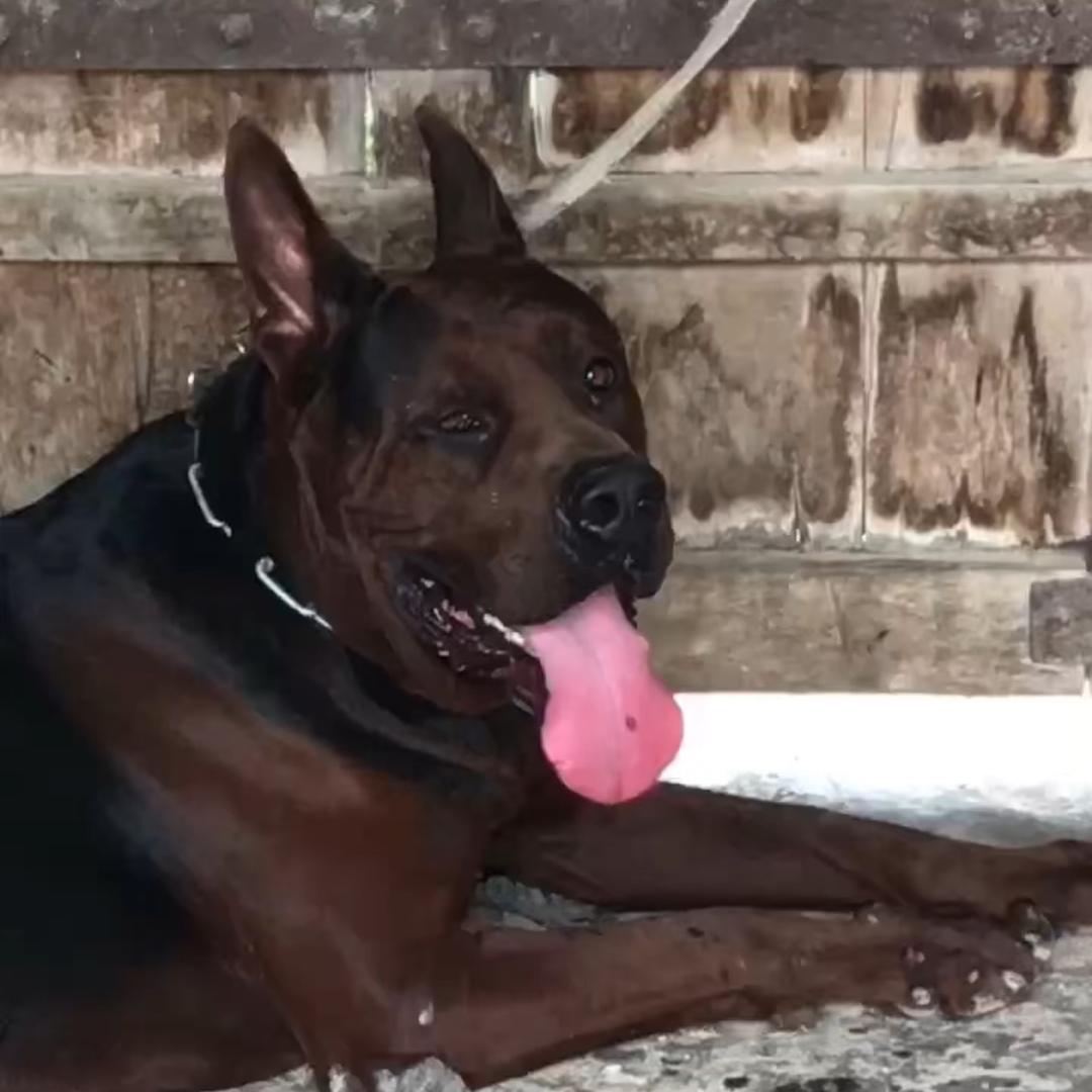 面向大海，春暖花开