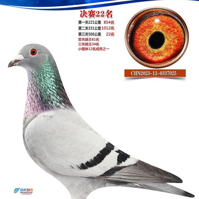 金牛鸽舍：满仓