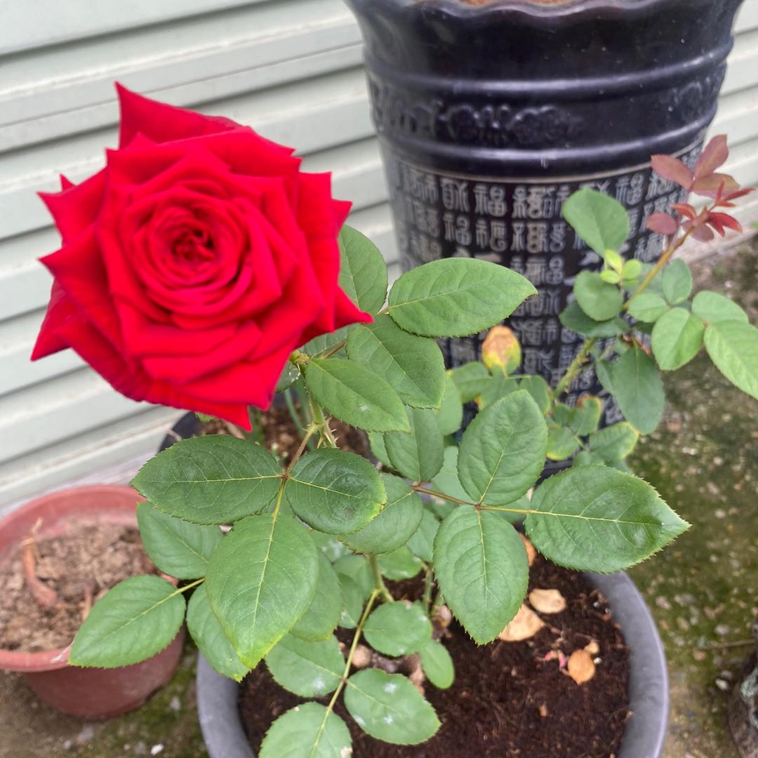 🥀喵喵