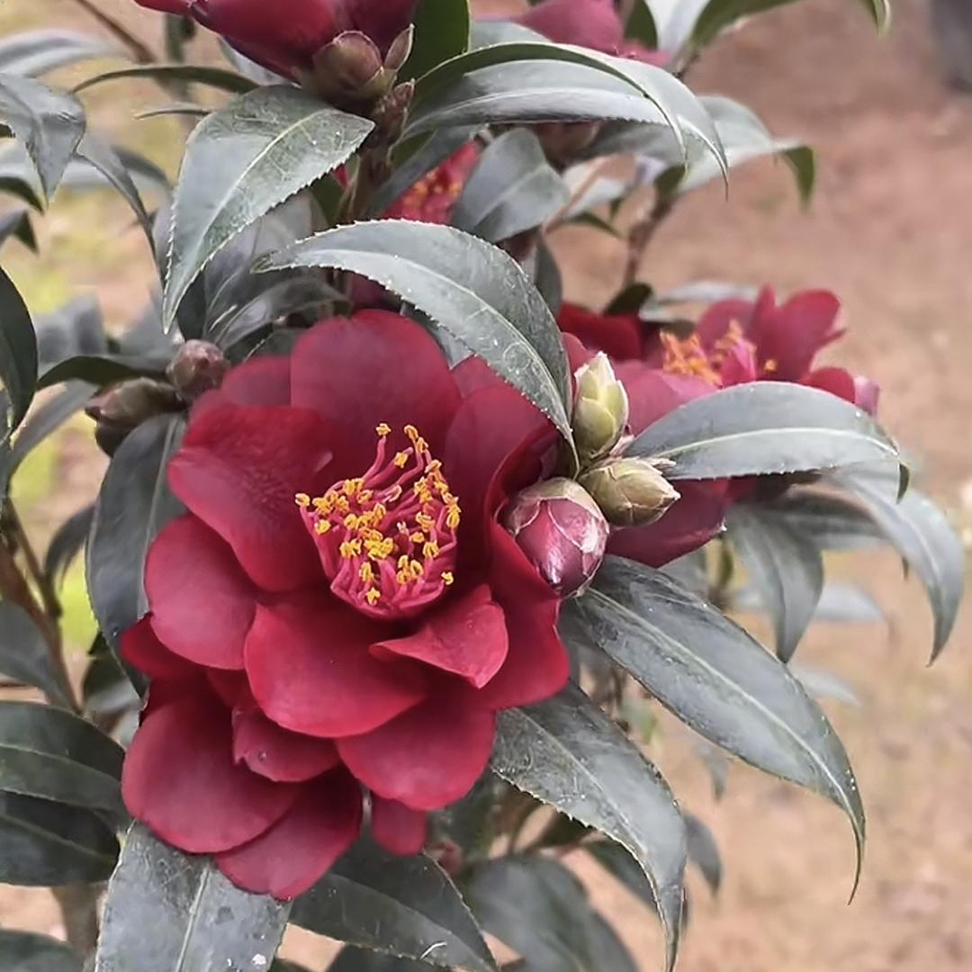 诚信茶花园