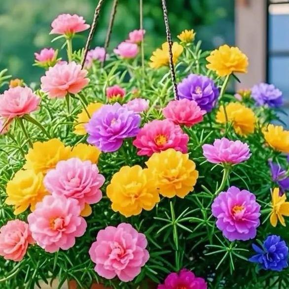 向阳花开