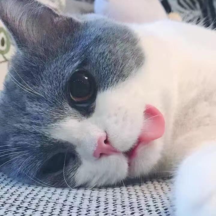 肥仔日记