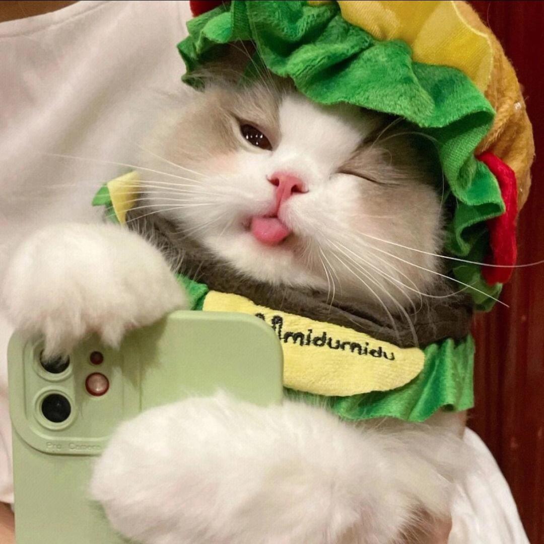 毛毛不是金渐层