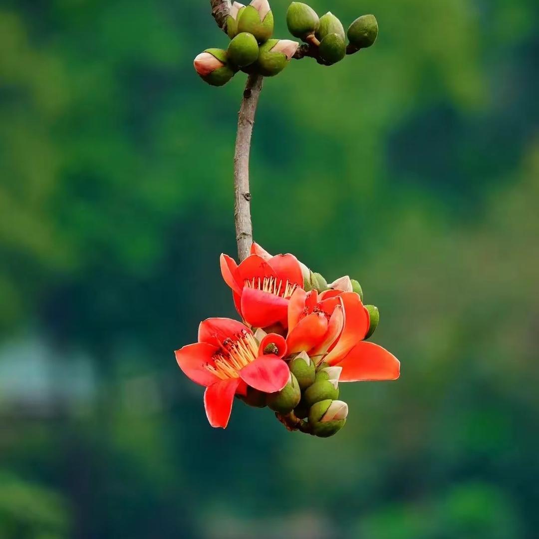 小紫