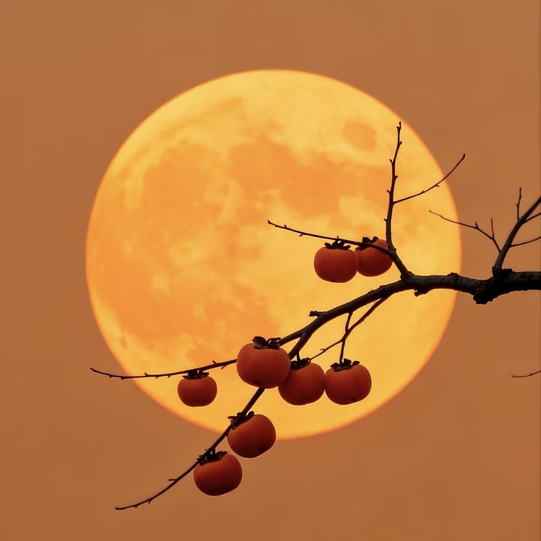 念褔绵绵雪落（郁南环丝）