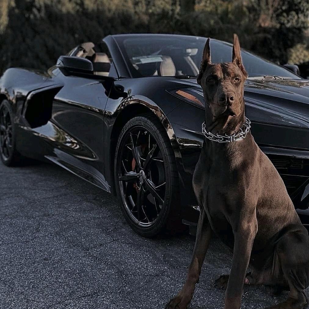 （台前县精工二手车）小硕