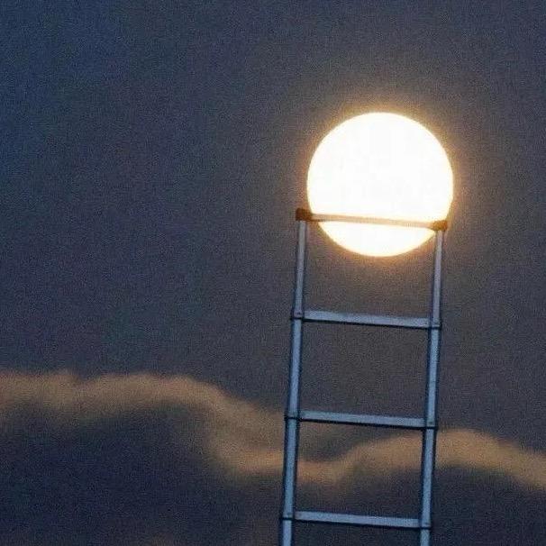 多米【Domi】（不在线）