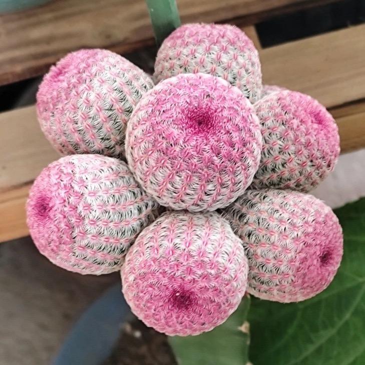 花卉优品小铺子