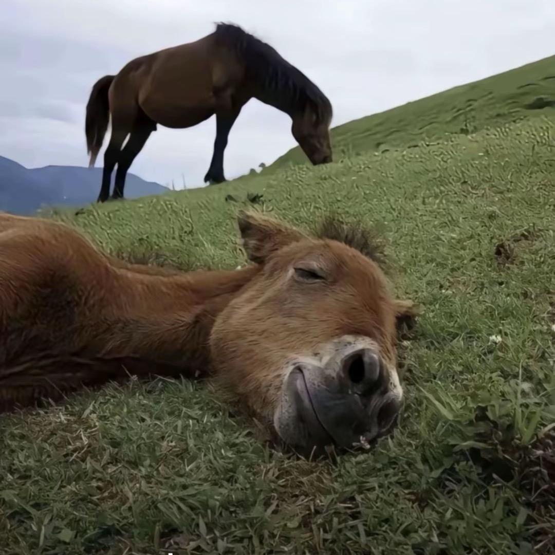 二毛同学爱打三角洲