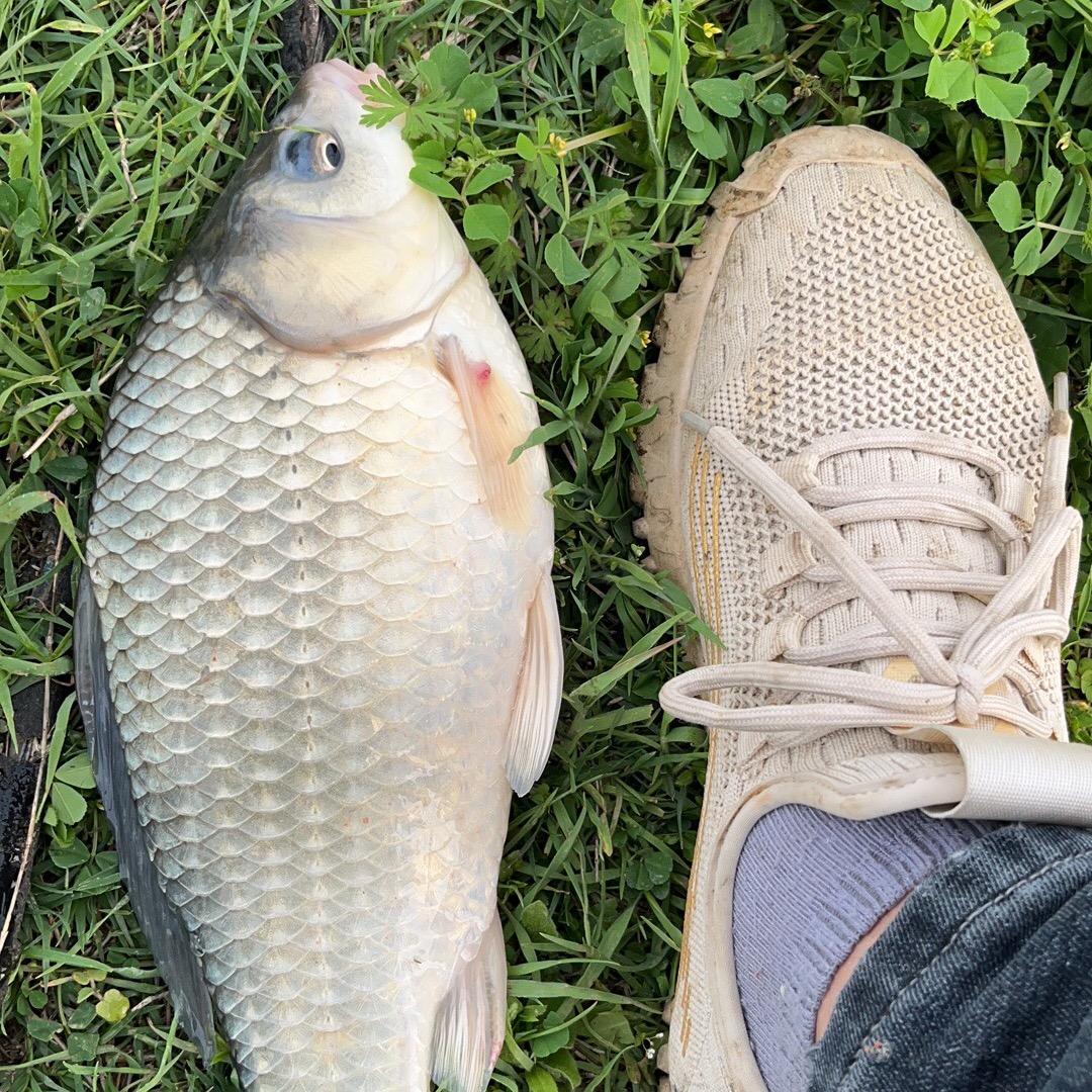 毛爷鱼饵