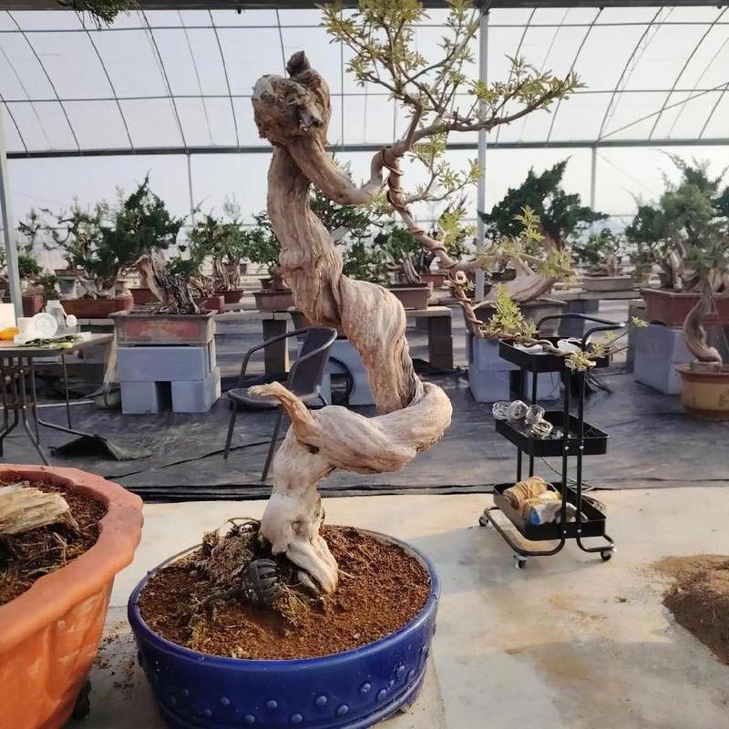 黄荆盆景（清源小筑）