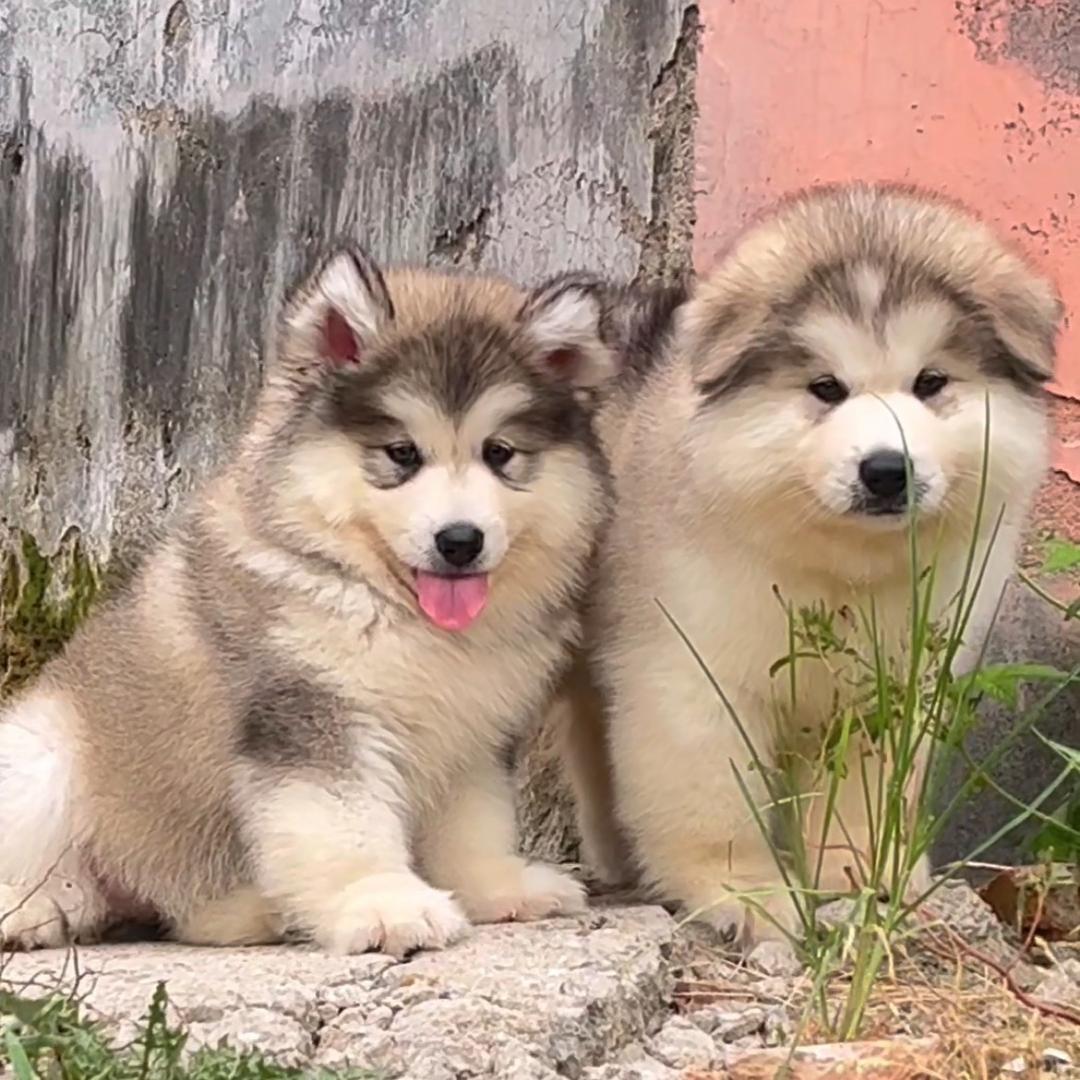 【东北犬业】小博宠物繁殖基地