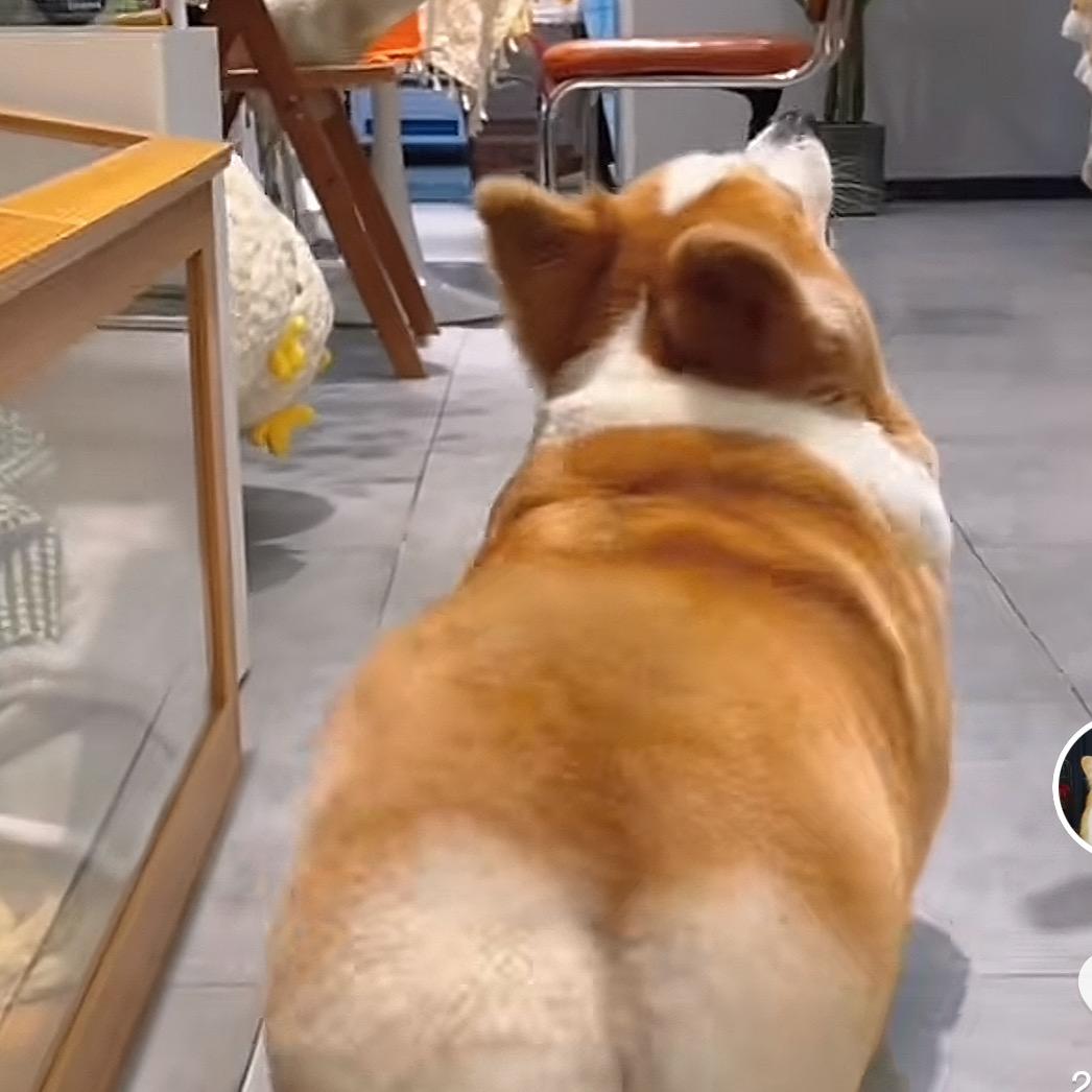 小短腿犬舍