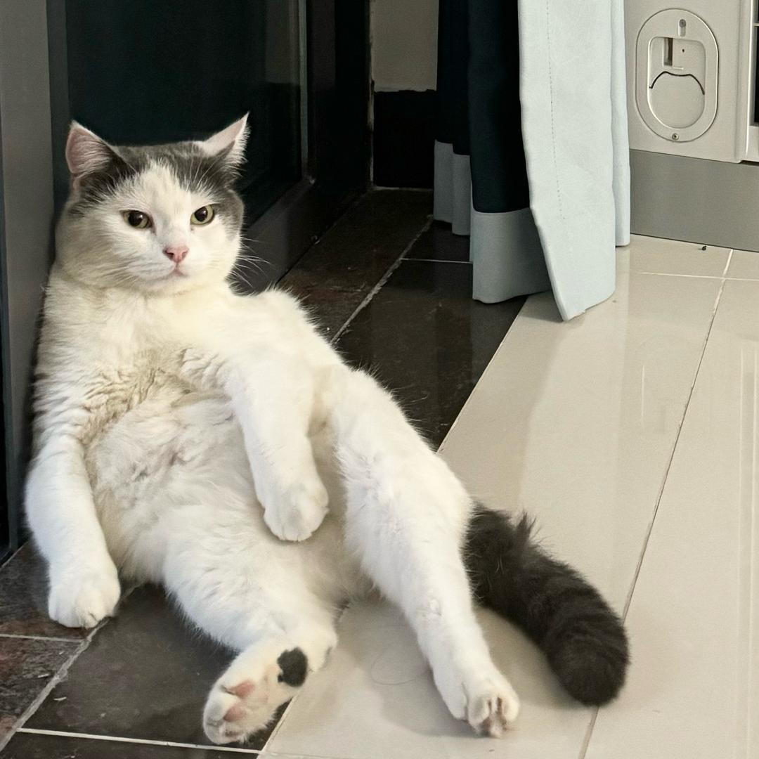 我是臭臭🐱我自愿打工