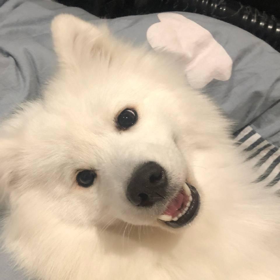呜吼呜呼