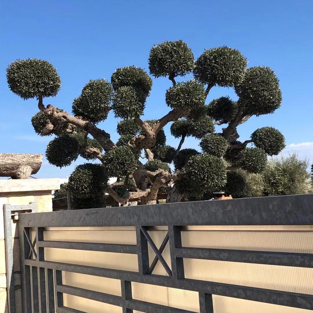 🌱清茶一杯3277