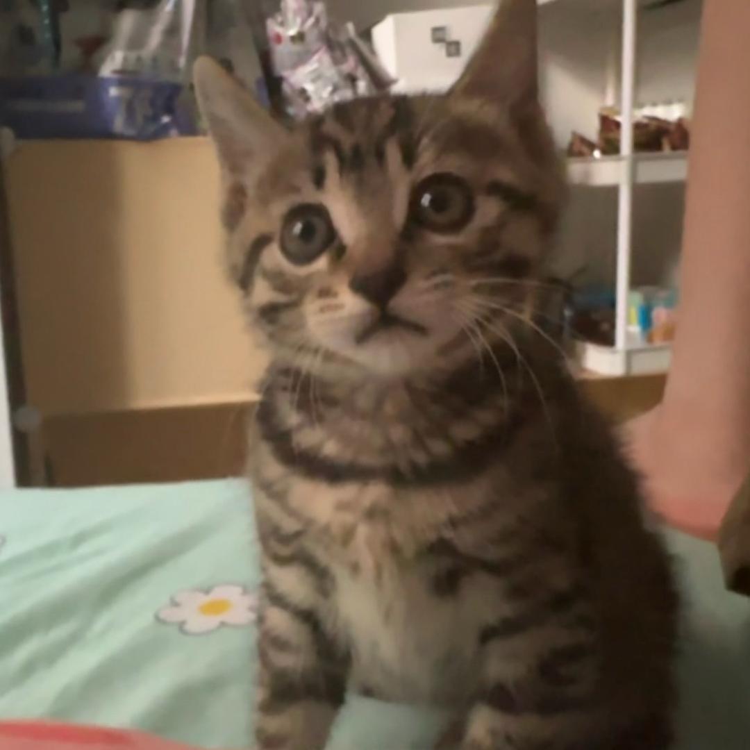 莫一嗷猫