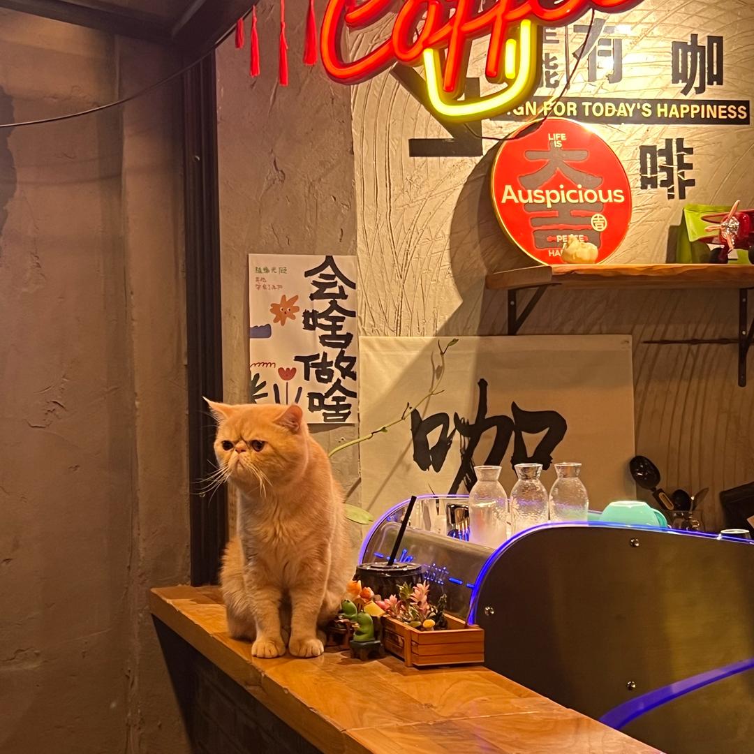 六哥吃薯条🐖