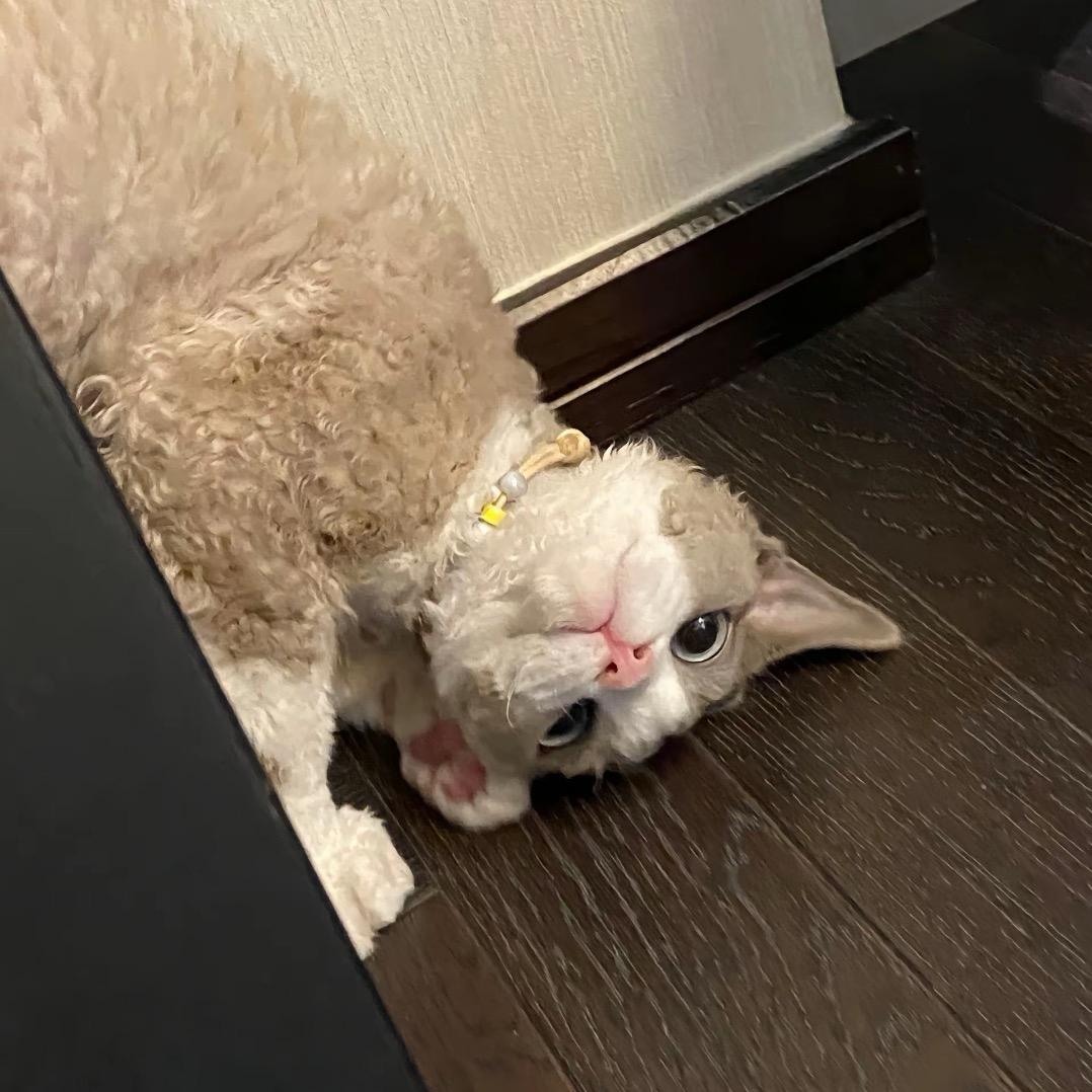 🦈-