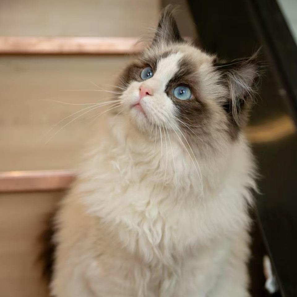 猫友咖·Cat coffee