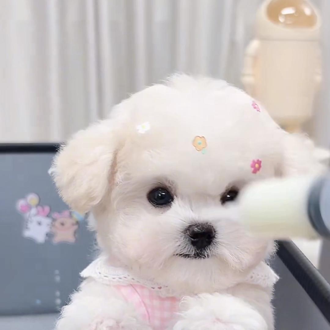 崇文街宠物大世界