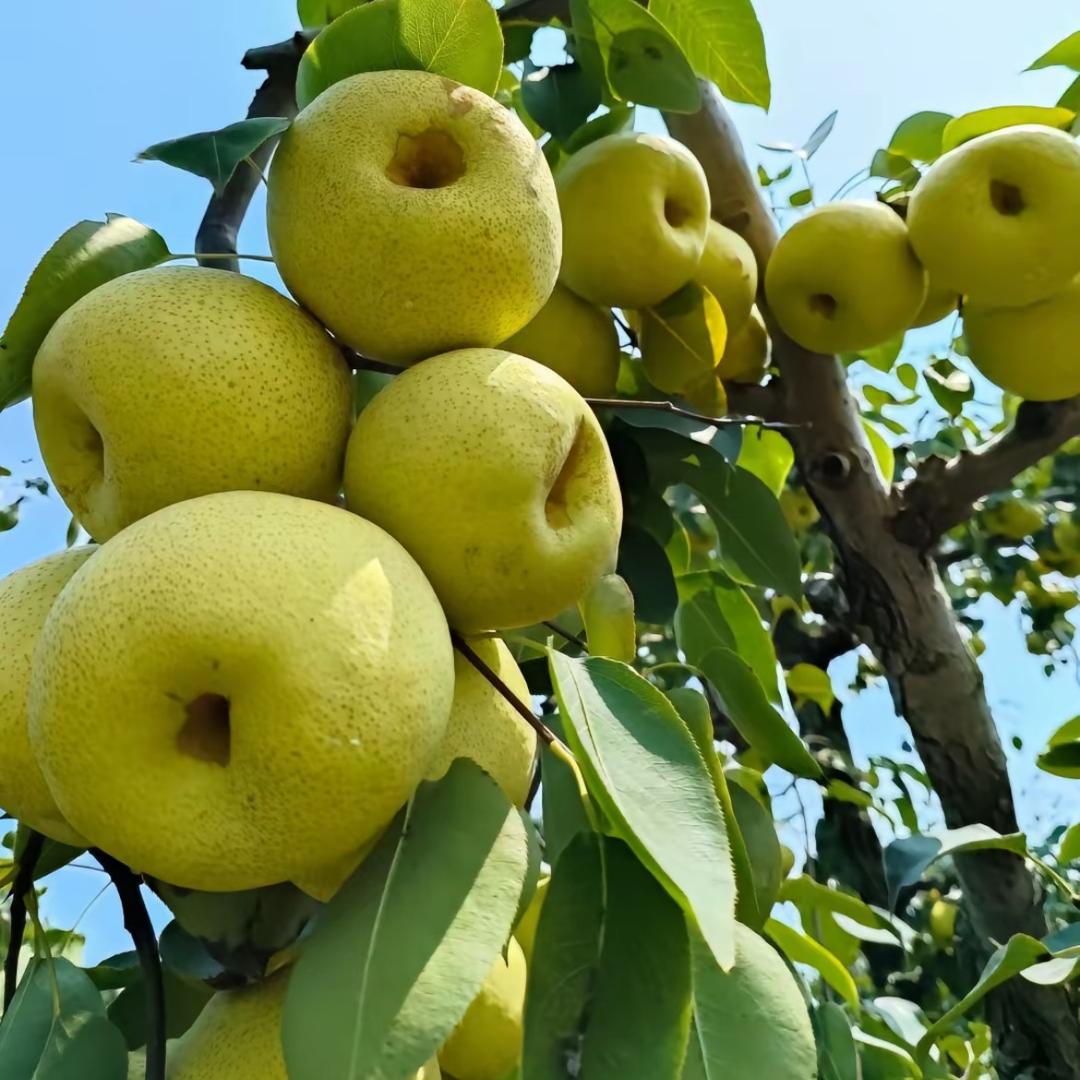 星璞果树苗木专营店