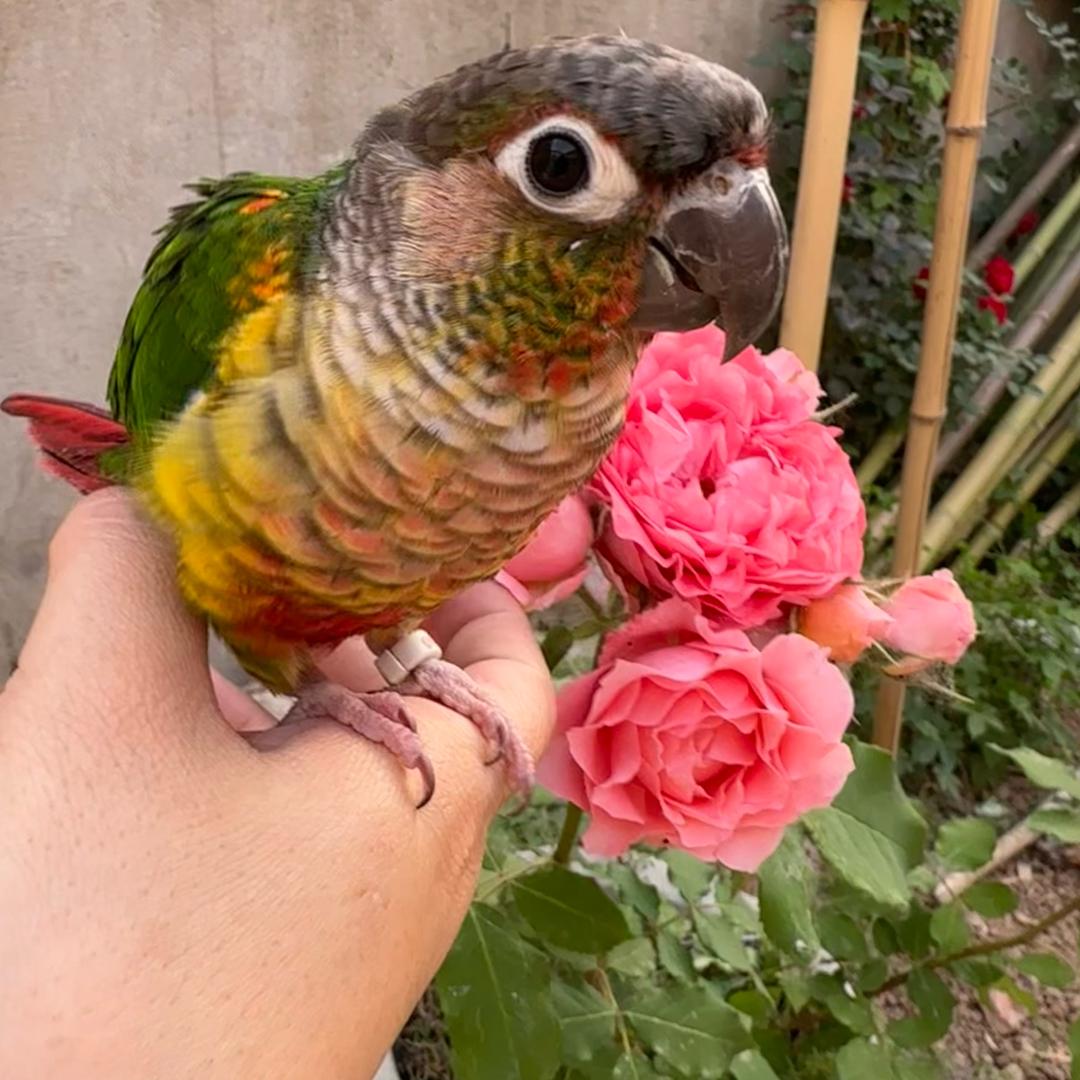 杨子杂货铺(橱窗营业中)