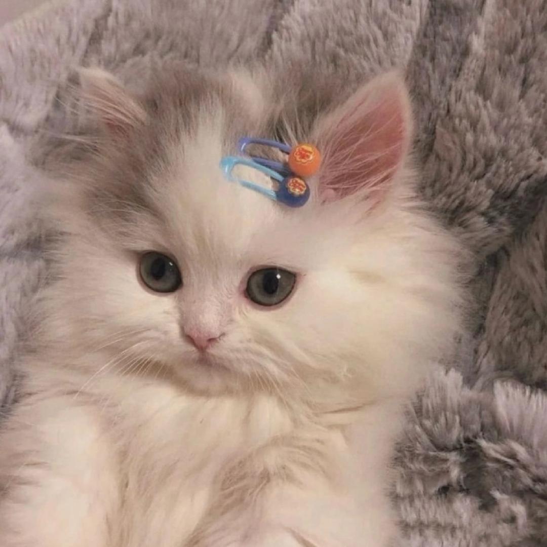 小懒猫🐱