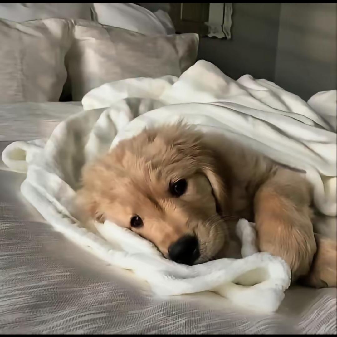 狂暴小语