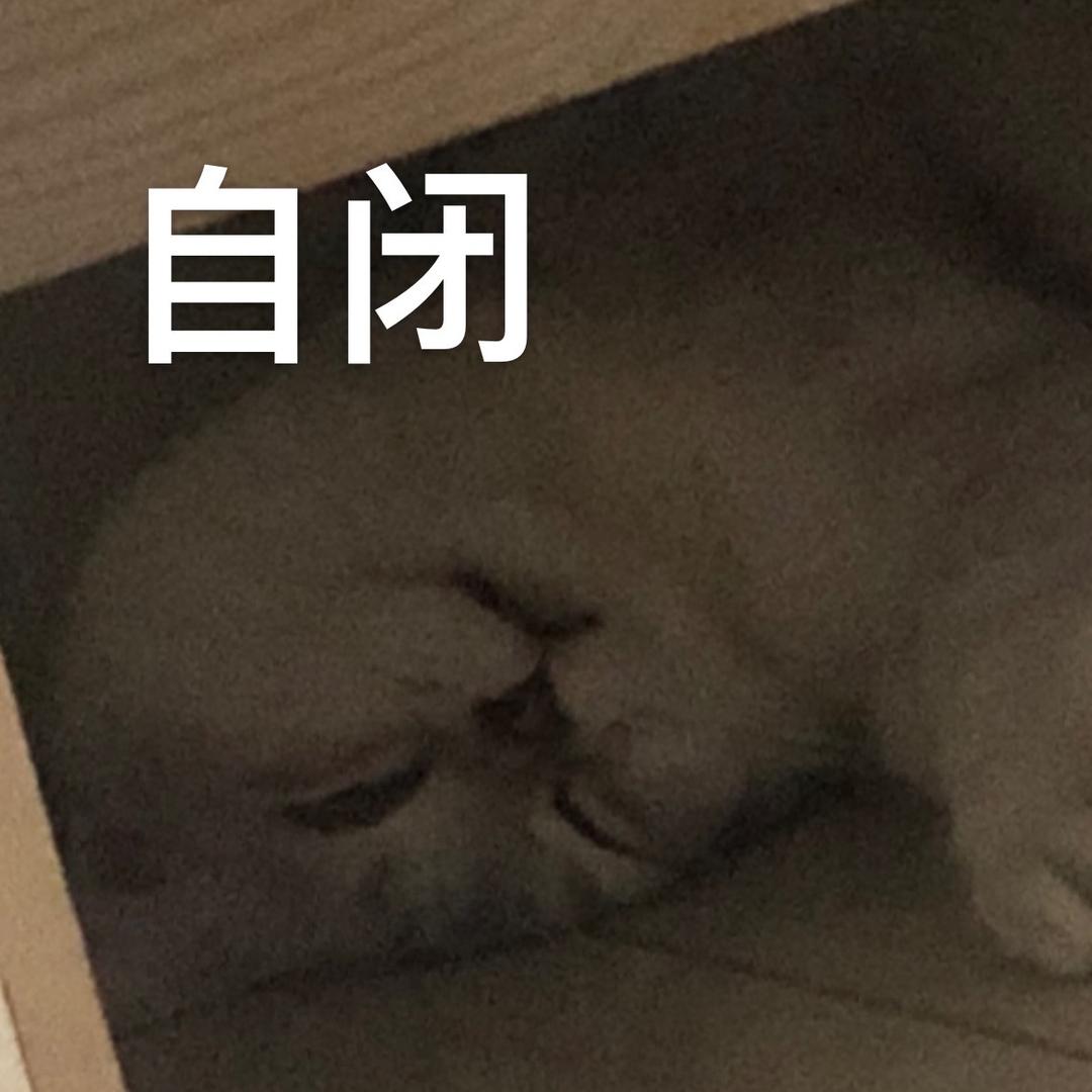 阿狗家的猫