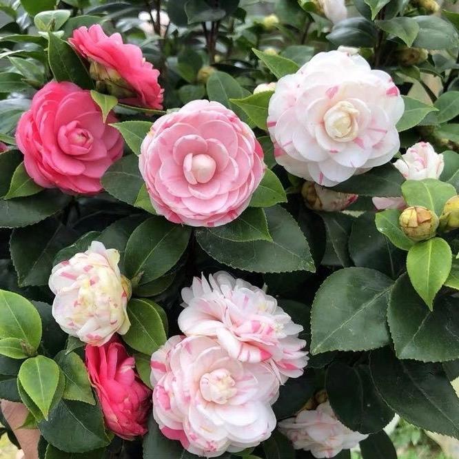 含颖花卉园艺