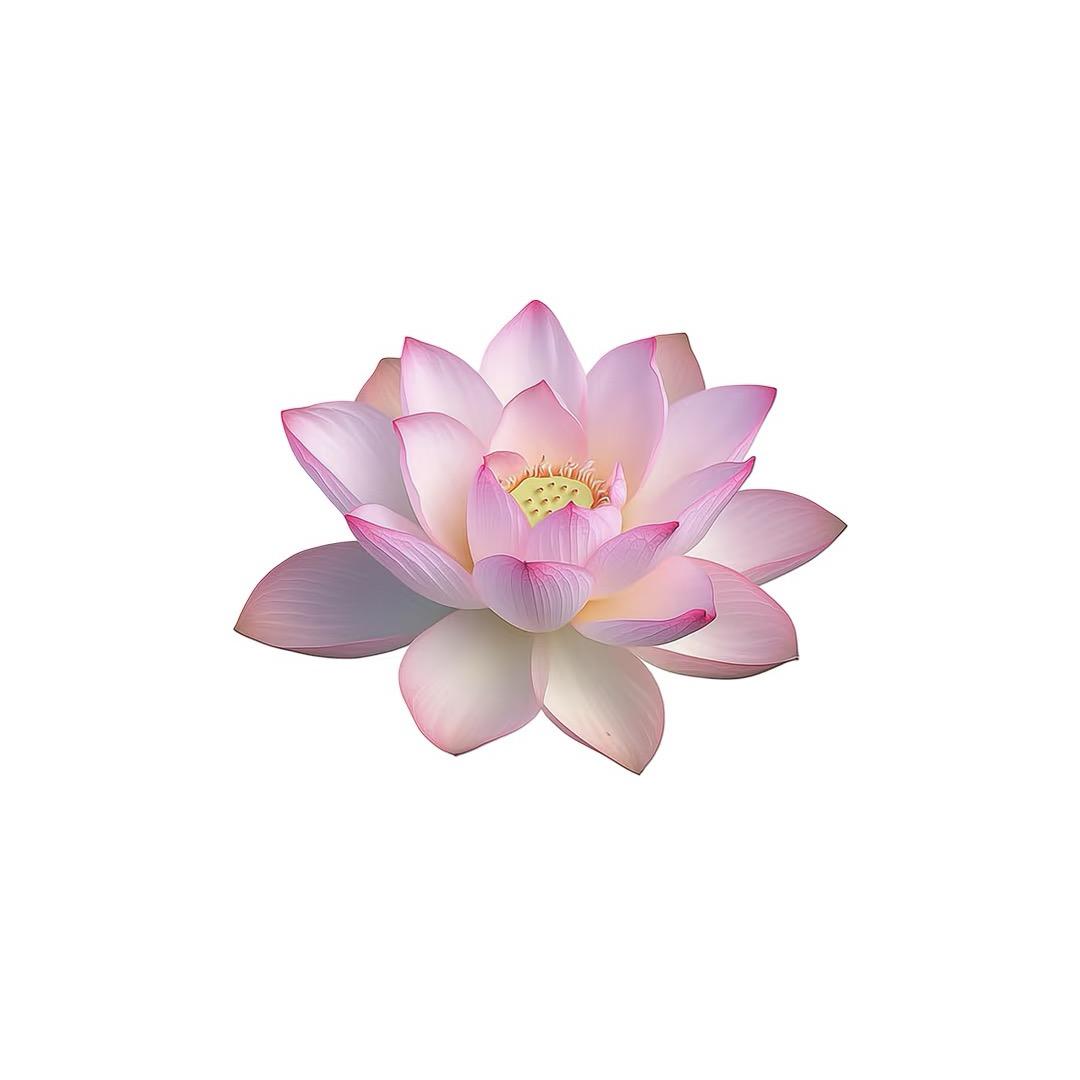 莲子tang