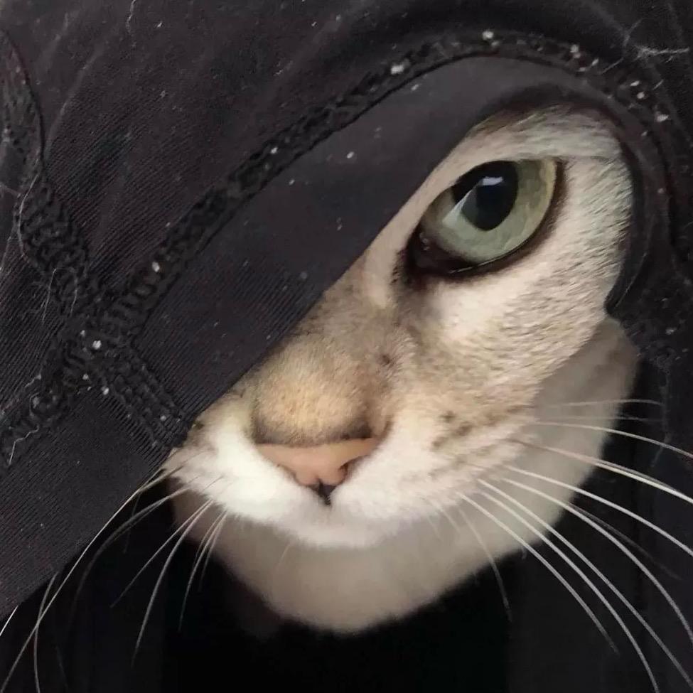 小咪不是小猫