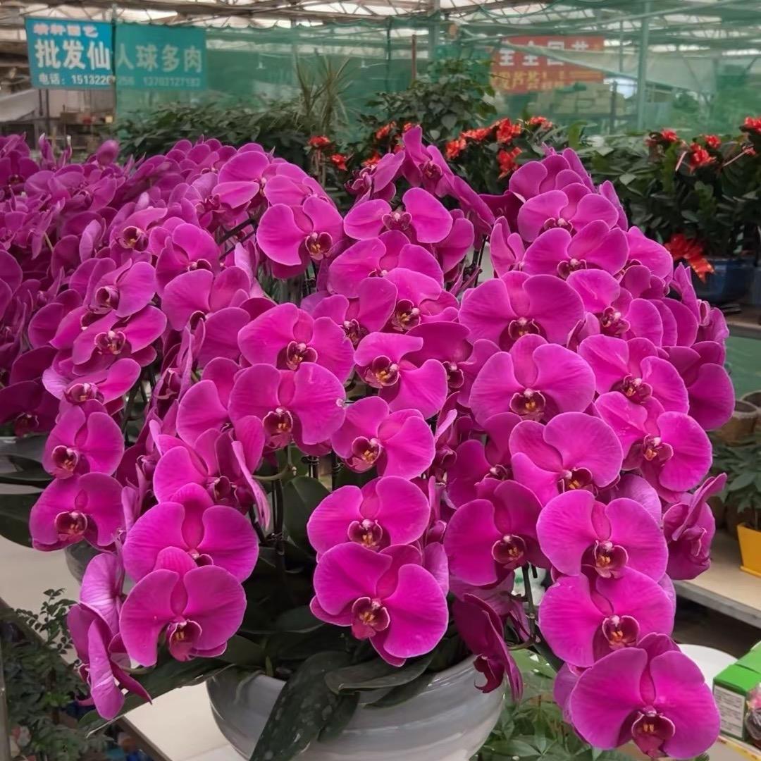 枫请记住我的名字