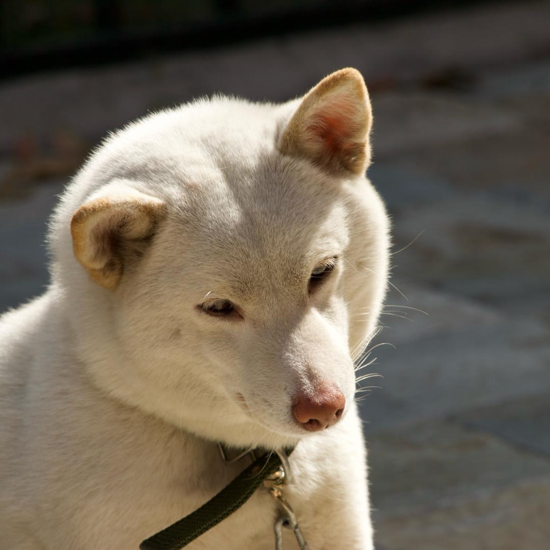 本人绝不姓鄧🏸
