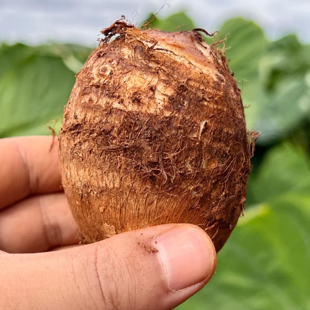 爱喝冰红茶