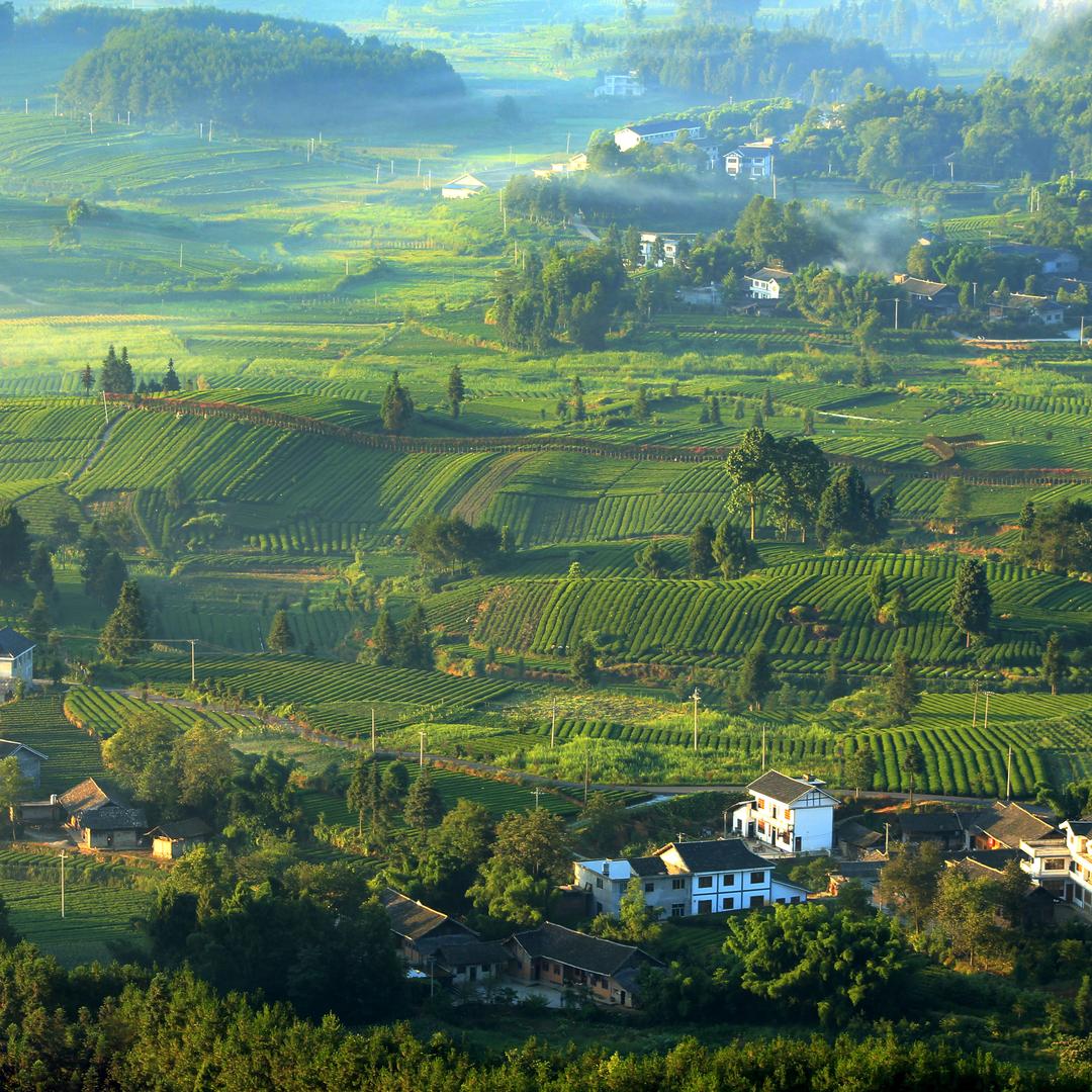 黔茗凤茶茶叶专卖店