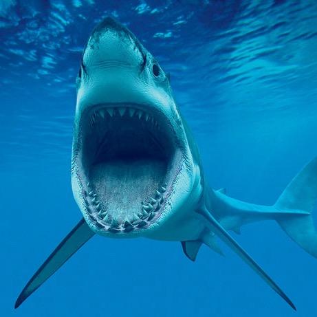 🦈狂鲨🦈