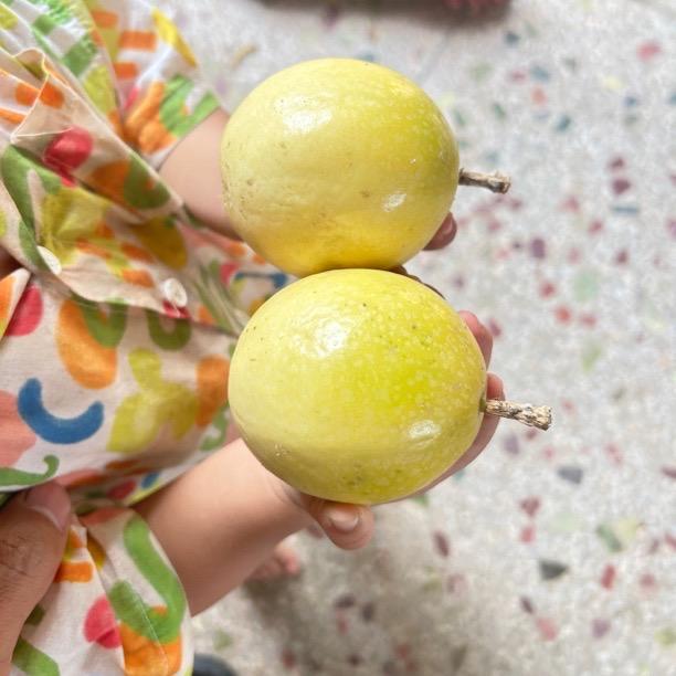 维芙果树苗木专营店