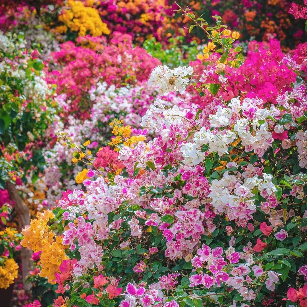 三角花卉园艺-山木桃花卉