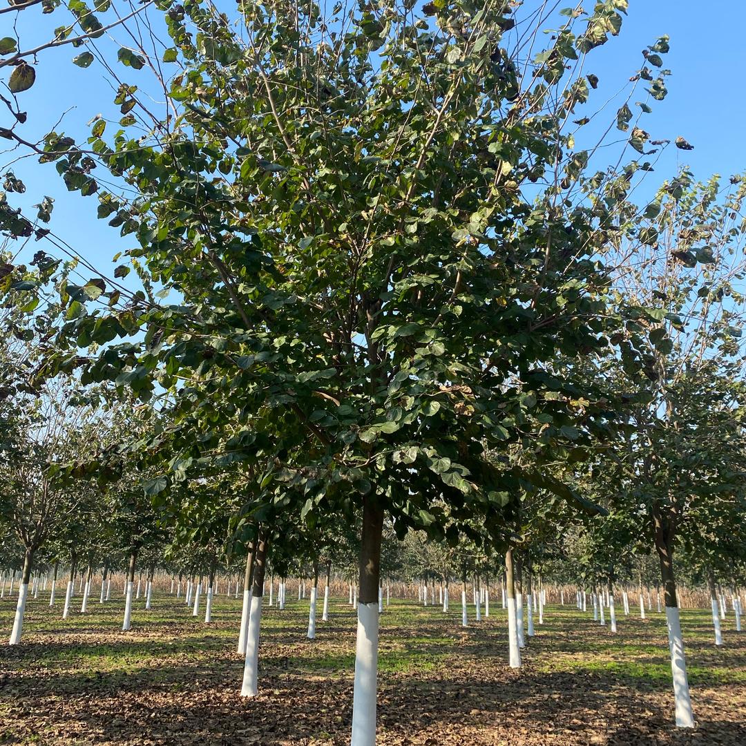 巨紫荆种植基地